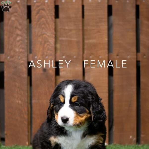 Ashley, Bernese Mountain Dog Puppy
